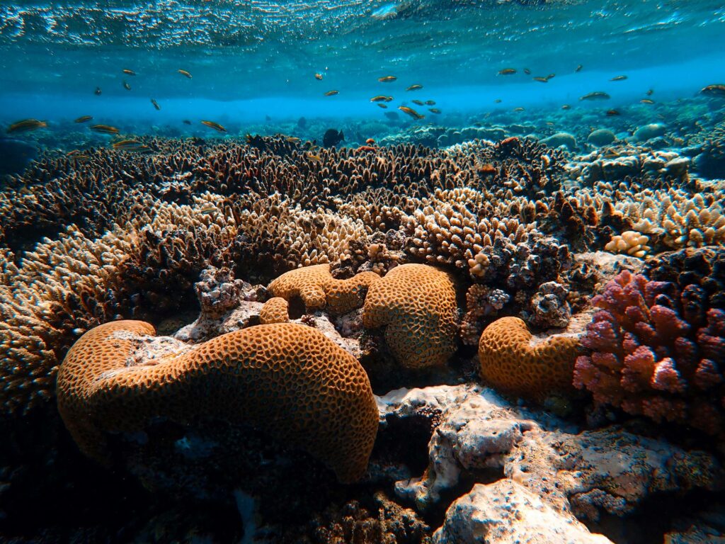biodiv art5
